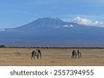 Two elephants in front of mount Kilimanjaro in Amboseli National Park in Kenya 