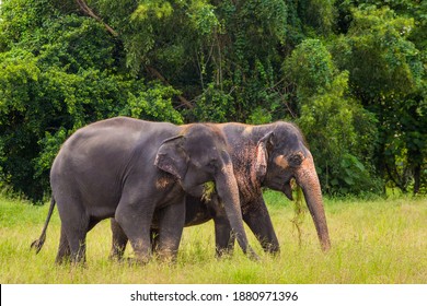 Two elephants standing and eating grass.