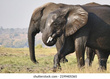 Two Elephants Walking Together Having Come Through Water, Both Wet.