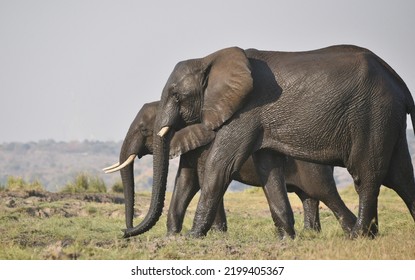 Two Elephants Walking Together Having Come Through Water, Both Wet.