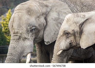 Two Elephants In The Warsaw Zoo