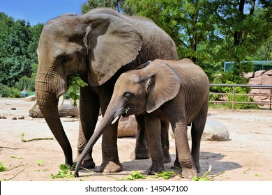 Two Elephants In A Zoo