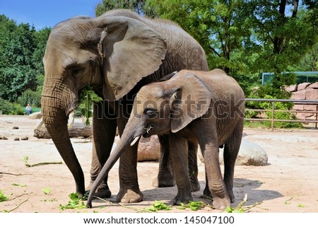 two elephants in a zoo