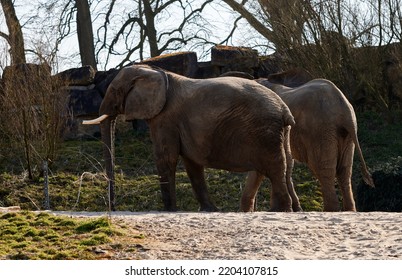 Two Elephants In The Zoo In The Spring Season 