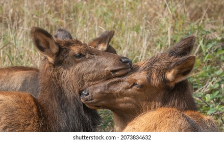 鼻突き合い