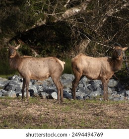 Two Elk standing back to back looking into the camera
