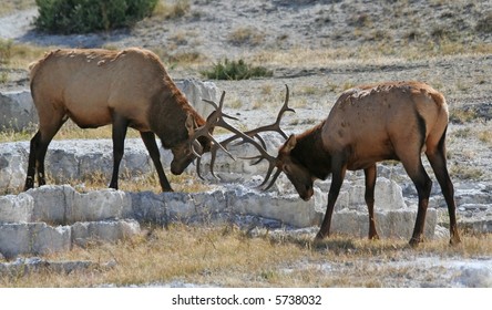 Two Elks Butting Heads At Yellowstone.