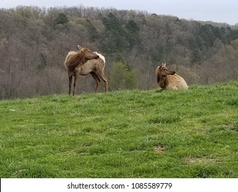 two elks in field