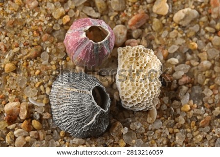 TWO EMPTY BARNACLES AND A PIECE OF BLEACHED CORAL ON COARSE SAND