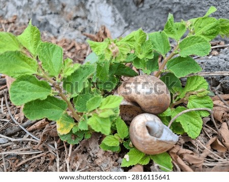 Two empty brown snail shells resting among lush green young plants on dry rural ground. Natural countryside scene, wild vegetation and mollusk shells.