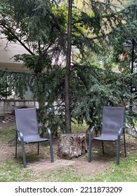 Two Empty Chairs Under A Pine Tree One Log Coffee Table