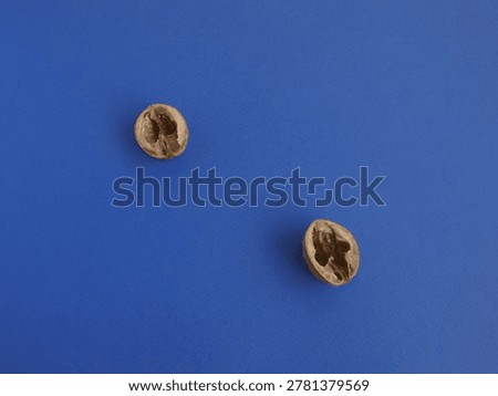 Two empty cracked walnut shell halves on blue background. Top view of two empty cracked walnut shell halves without kernels arranged diagonally on a vibrant blue paper surface with clean minimalist copy space