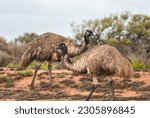 Two emu (Dromaius novaehollandiae) in the dry outback landscape of the Western Australia. Walking by each other
