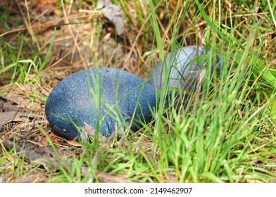 Two Emu Eggs In Nest