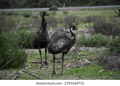 Two emus looking to the right