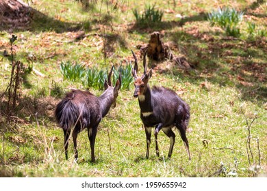 two endemic animals Menelik Bushbuck prepare for fight in natural habitat, Tragelaphus scriptus menelik, Bale Mountain, Ethiopia, Africa safari wildlife