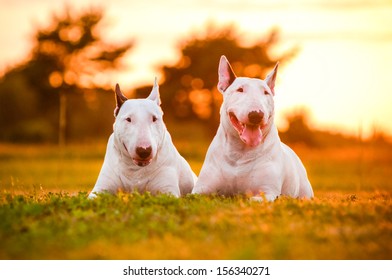 two english bull terrier dogs at sunset - Shutterstock ID 156340271