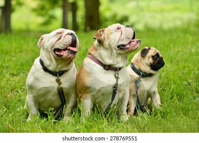 two English Bulldogs with mops - Shutterstock ID 278769551