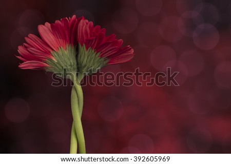 two entwined red gerbera flowers on abstract warm background