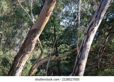 two eucalyptus tree trunks in bushland in morning light