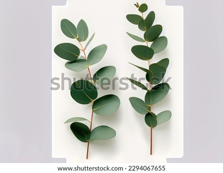 two eucalyptus twigs isolated over white background, natural design elements or props for flatlays and digital floristry, top view . High quality photo