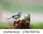 Two Eurasian Blue Tits (Cyanistes caeruleus) on a tree trunk in the forest of Noord Brabant in the Netherlands. Green background with copy space.
