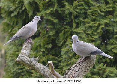 Two Eurasian Collared Dove