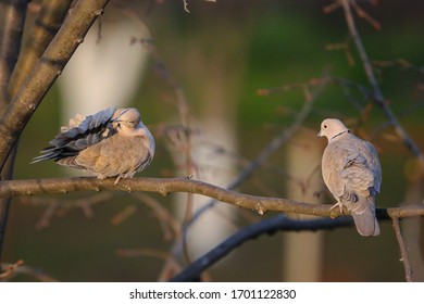 Two Eurasian collared doves on a branch