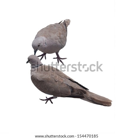 Two Eurasian Collared Doves (Streptopelia decaocto) connecting. Isolated on white.