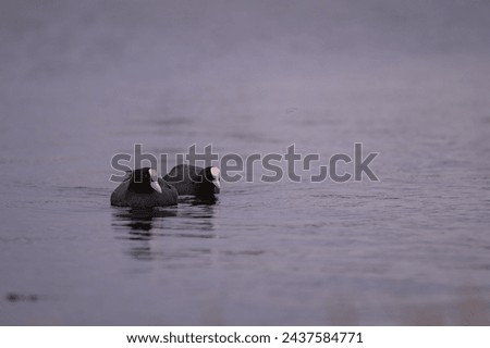 Two eurasian common coot (Fulica atra) swimming on peaceful lake, black water bird with white beak and red eyes in the wilderness Foto stock © 