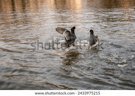 Two Eurasian coot birds are fighting on the water with outstretched wings