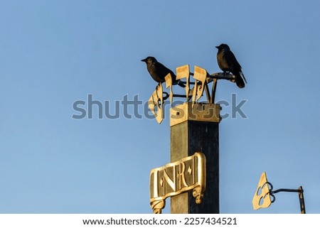 Two Eurasian jackdaws perching on a golden sign with Jewish letters, INRI, placed in Prague on a Charles bridge. Sunny day with blue sky in the background.