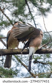 Two Eurasian jays interact on a tree branch. One stretches wings, the other watches closely. Faint green needles frame the scene. Nature's quiet moments captured sharply. Perfect for wildlife, nature