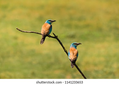 300 Eurasian roller Images, Stock Photos & Vectors | Shutterstock