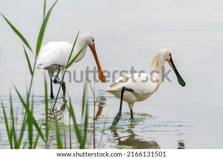 Two Eurasian Spoonbill or common spoonbill (Platalea leucorodia)  hunting for food. Gelderland in the Netherlands.                                                                                     