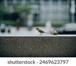 Two Eurasian tree sparrows (Passer montanus) perched on a concrete ledge.