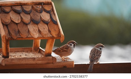 Two Eurasian Tree Sparrows (Passer montanus) feeding at a wooden bird feeder