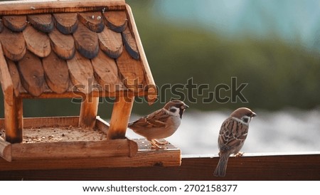 Two Eurasian Tree Sparrows (Passer montanus) feeding at a wooden bird feeder