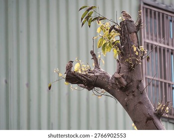 Two Eurasian tree sparrows perch on the branches of a pruned tree with sparse green leaves. The small birds are positioned against the backdrop of a corrugated metal wall and a slatted window frame in a quiet urban setting.