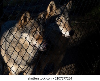 Deux loups eurasiens par une clôture de barbelés, semi-foncés et effrayants. Comme le loup commun ou loup de forêt moyen-russe, c'est une sous-espèce de loup gris originaire d'Europe.