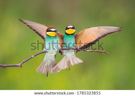 Two european bee-eater, merops apiaster, sitting on bough in summer. Pair of colorful birds resting on branch with spread wings. Beautiful animal couple landing on twig with blurred background.