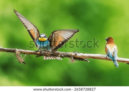 Two European bee-eaters Merops apiaster rest on branch while one spreads wings