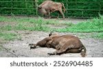 Two European bisons in the polish zoo one bison sleeping omn the ground second walking around the enclosure beautiful majestic big horned hoofed mammals wildlife protected in captivity