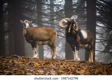 Two European mouflon in a forest