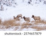 Two ewes and two ram big horn sheep in the snow and tall grass