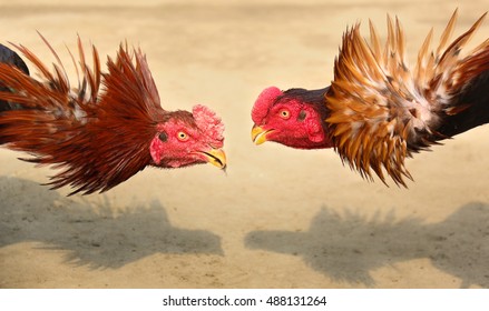 Two Exotic Fighter Cocks Staring Into Each Other During An Intense Cock Fight Face Off