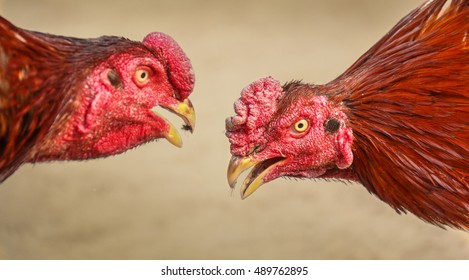 Two Exotic Fighter Cocks Staring Into Each Other During An Intense Cock Fight Face Off