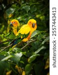 Two exotic yellow parrots sitting on green leaf