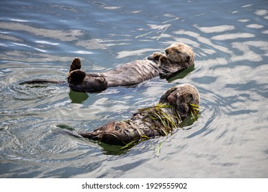 Two Extremely Cute Little Sea Otters