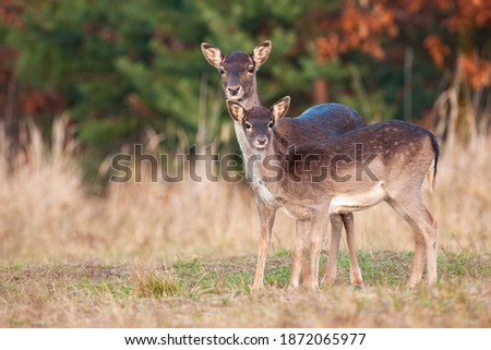 Two fallow deer, dama dama, standing on field in autumn nature. Hind mother with young fawn looking o dry grassland in fall. Family of female mammals watching on meadow.